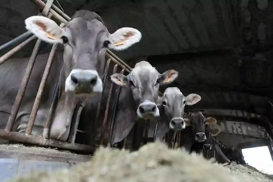 dairy cattle health training in kenya