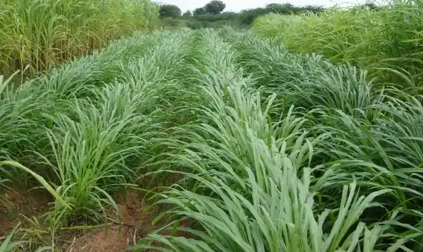 fodder planning, production and conservation