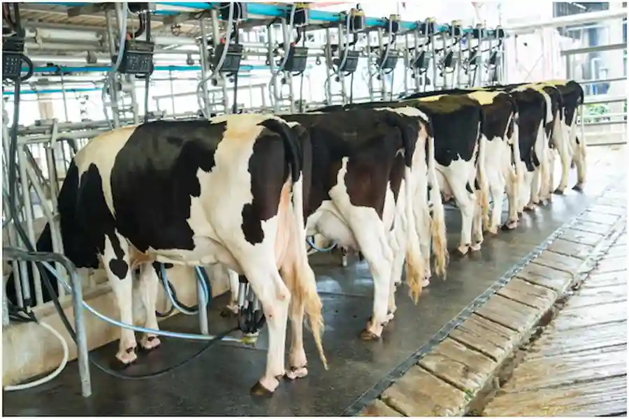 milking systems and techniques training in kenya