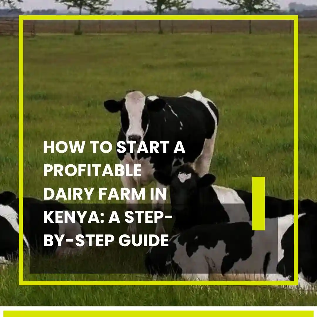 Start a Profitable Dairy Farm in Kenya A StepbyStep Guide