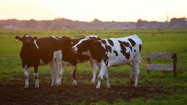 Dairy Farming In Kenya 1