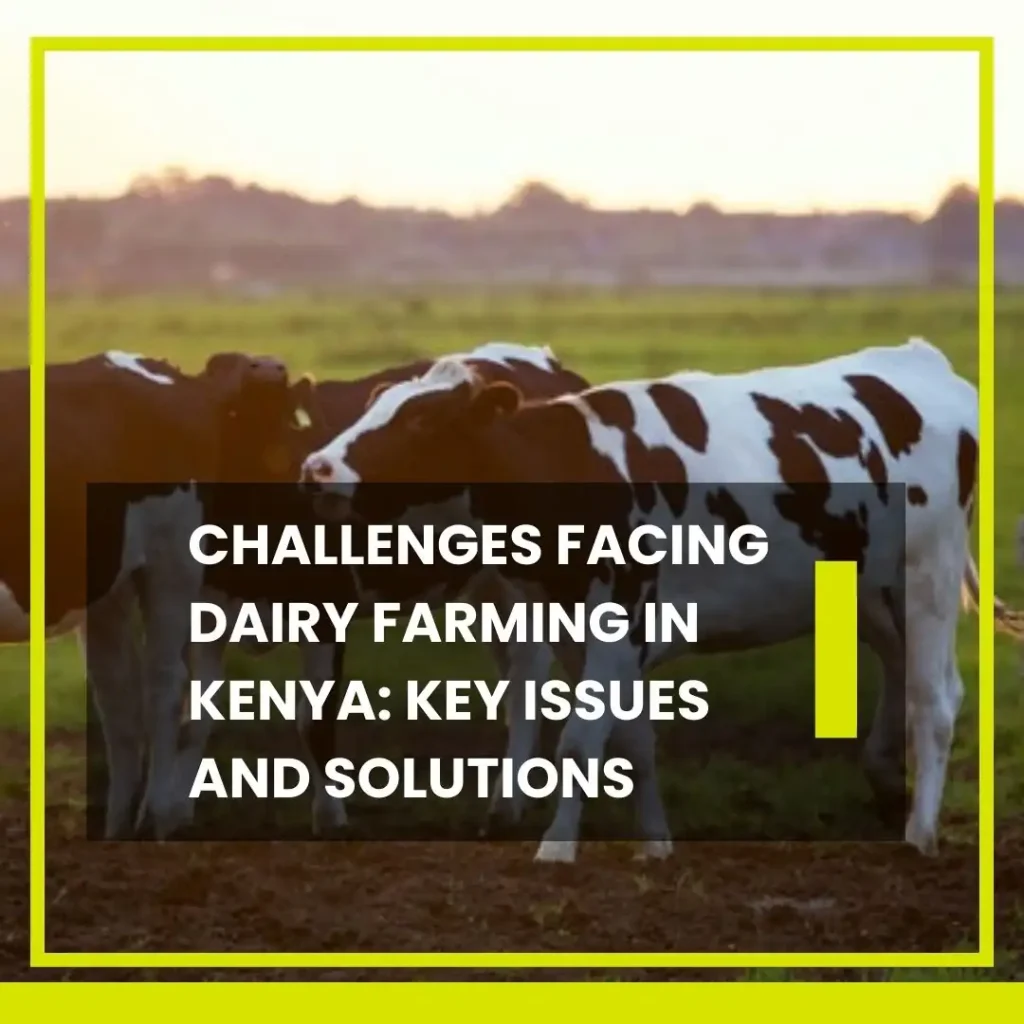 Copy Of Is Dairy Farming (9)