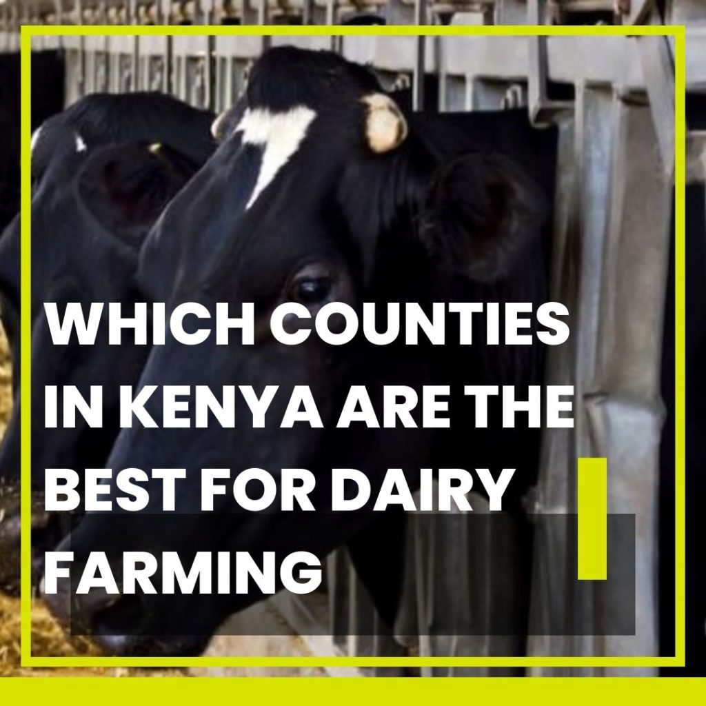 Which Counties Are Best For Dairy Farming