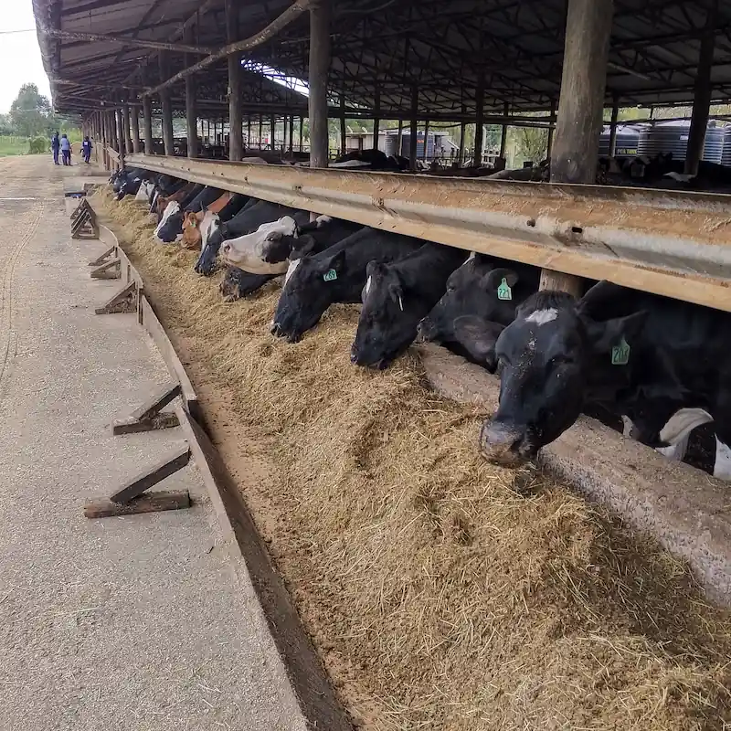 dairy training in kenya - dairy cows eating